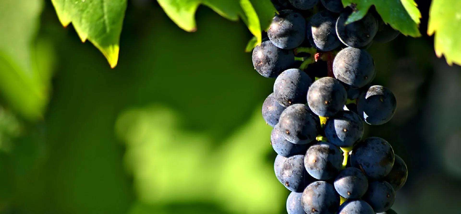 dégustation de vins ljubljana raisins rouges autochtones